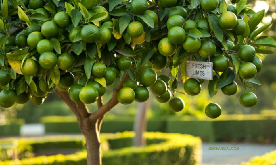 Usaha Penghasilan Tahunan untuk Tambahan Pemasukan